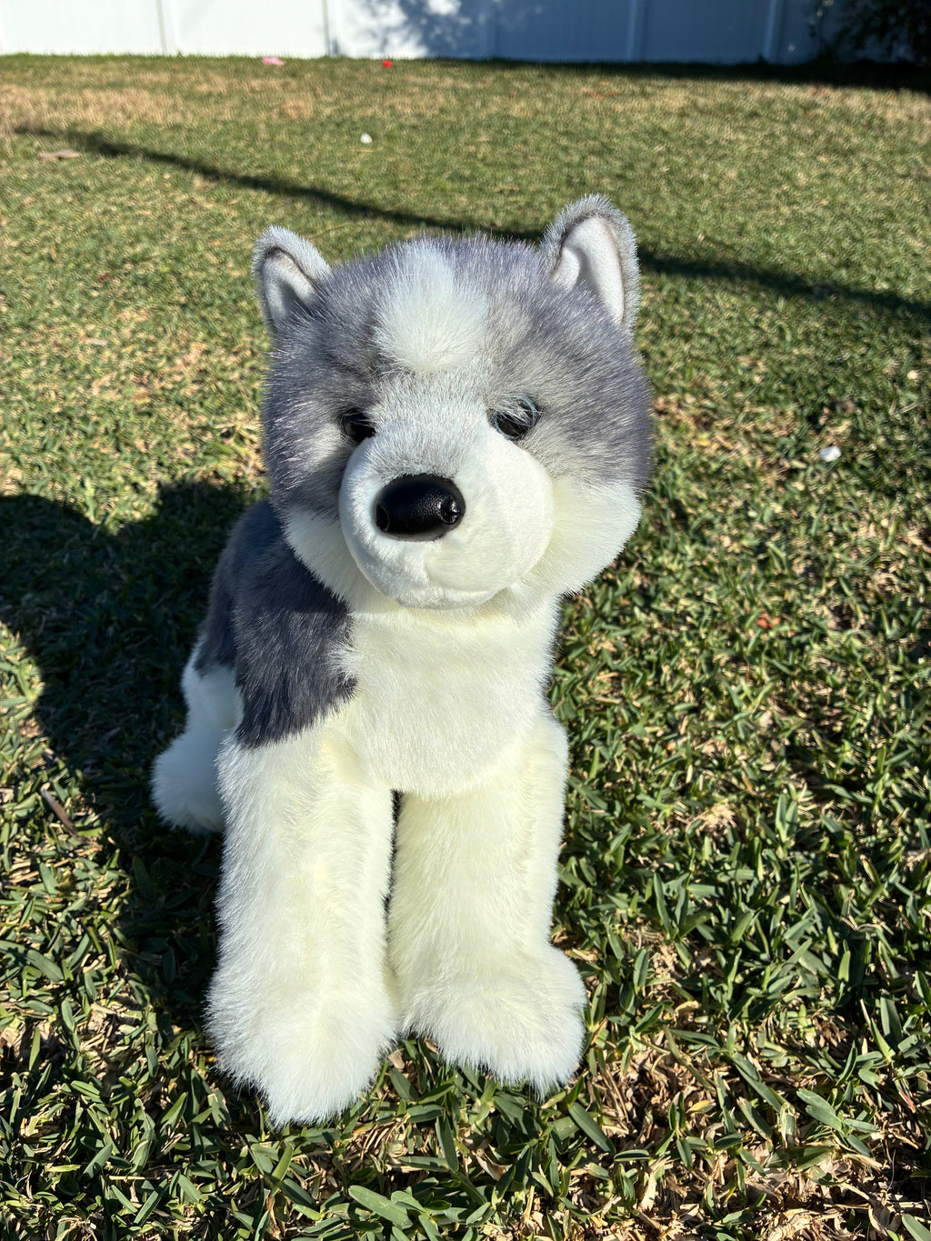 Sasha Husky