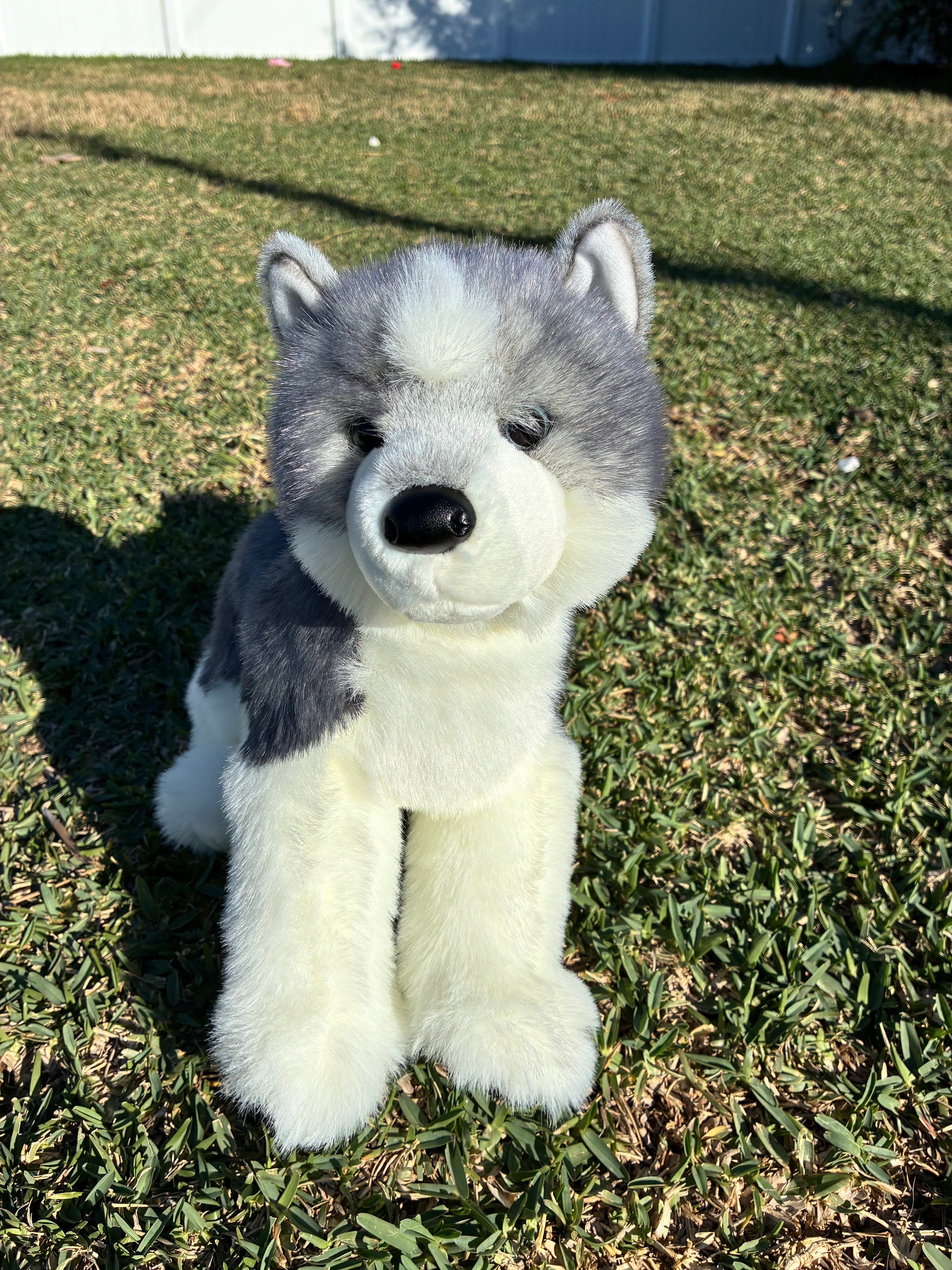 Sasha Husky