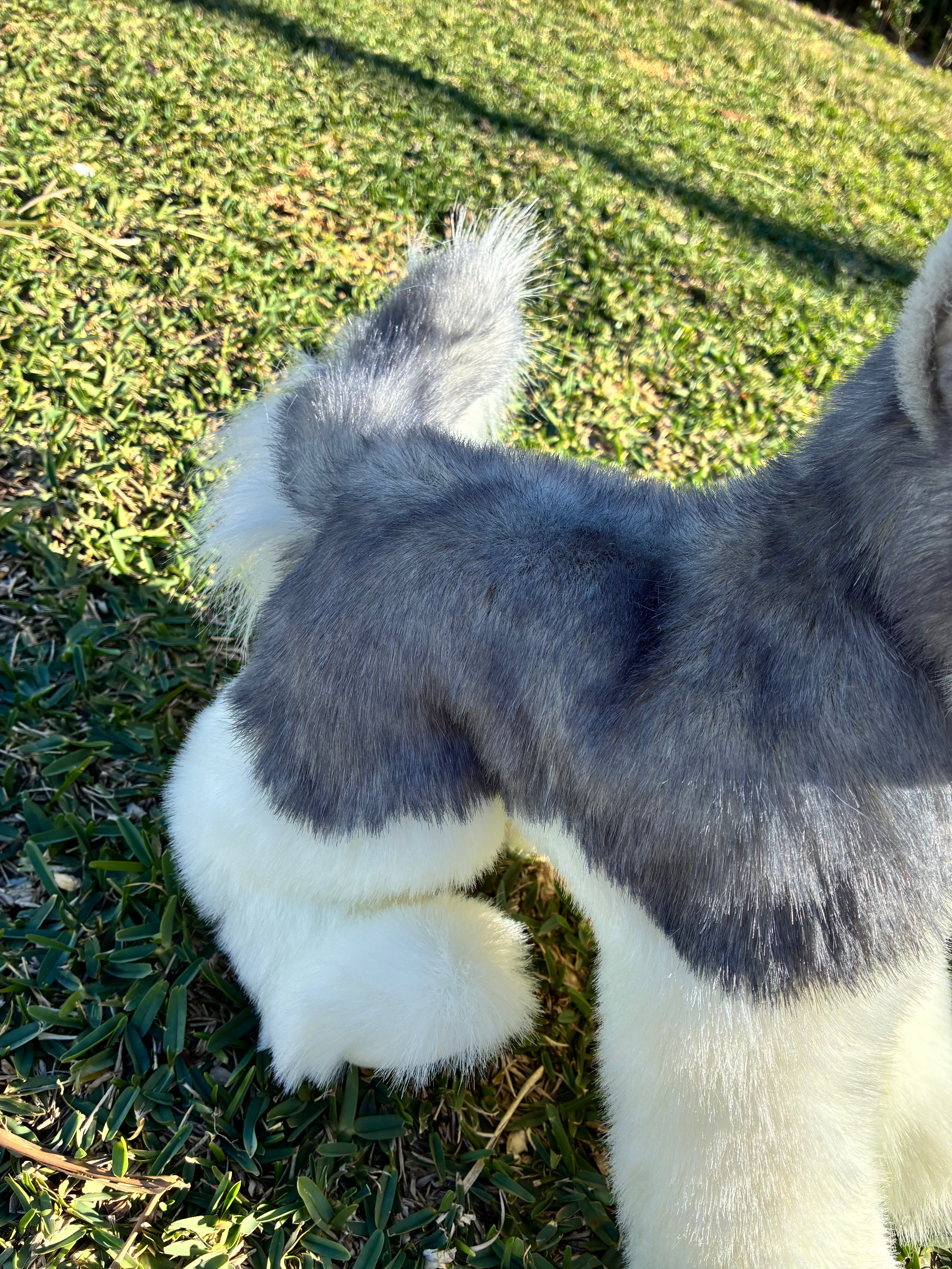 Sasha Husky