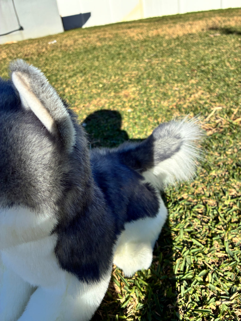 Sasha Husky