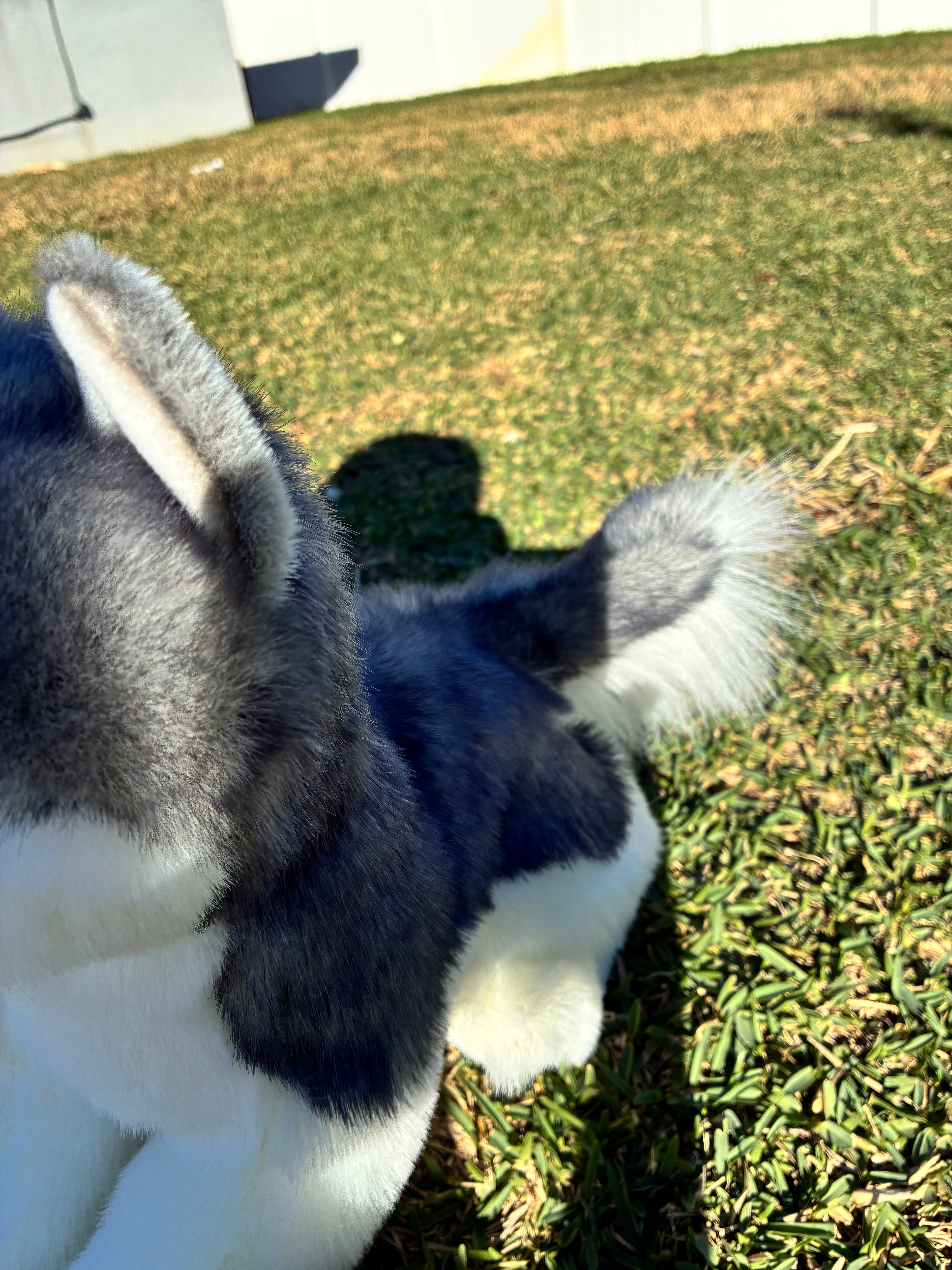Sasha Husky