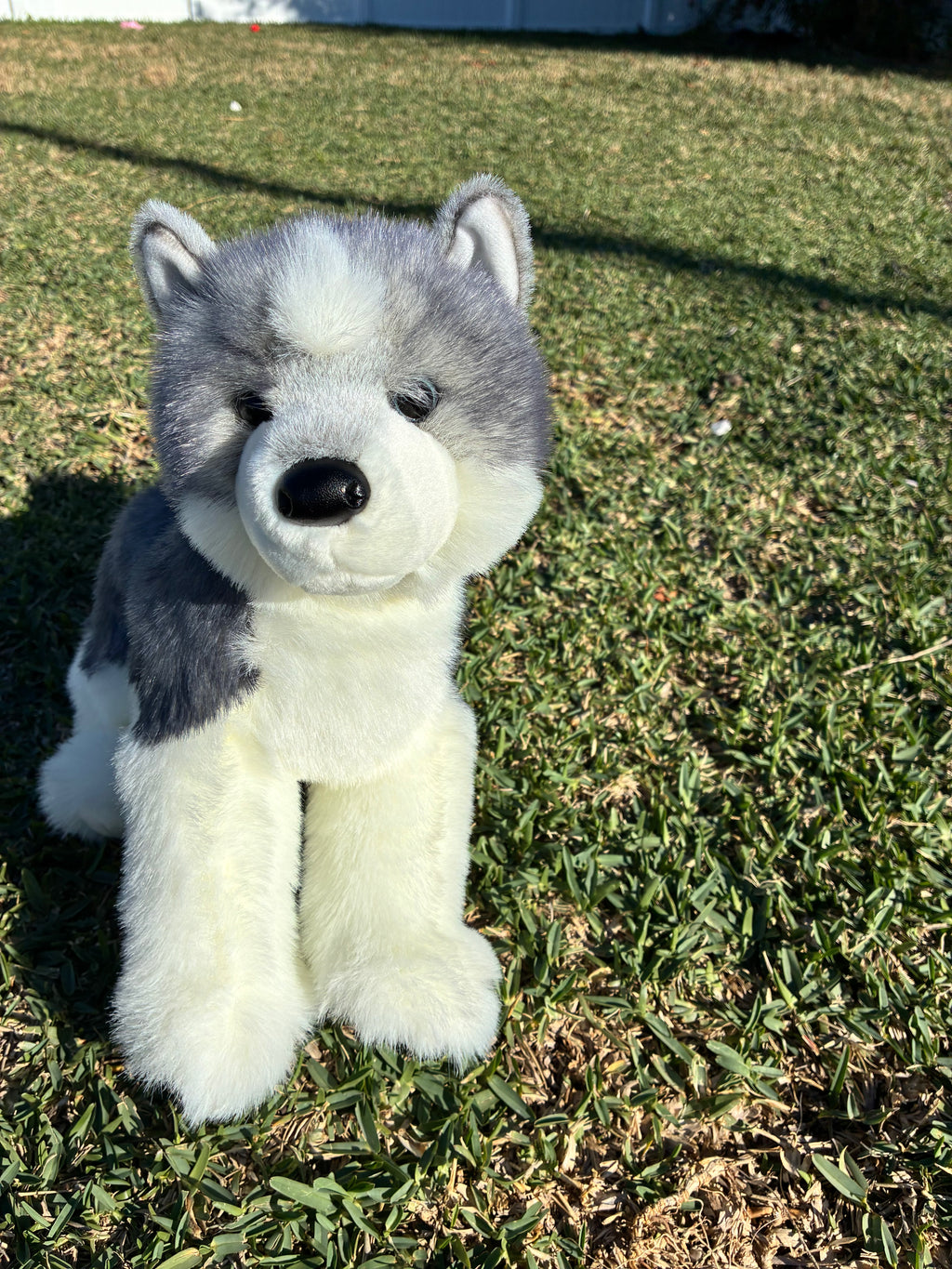 Sasha Husky