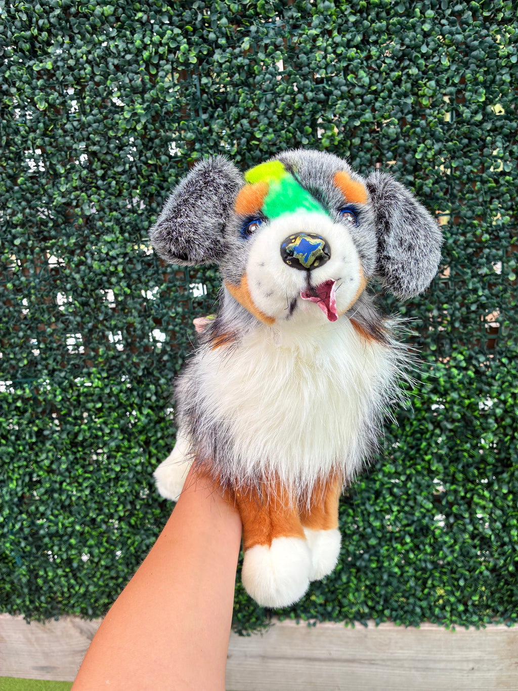 Custom Dino Themed Sinclair, Australian Shepherd, Douglas