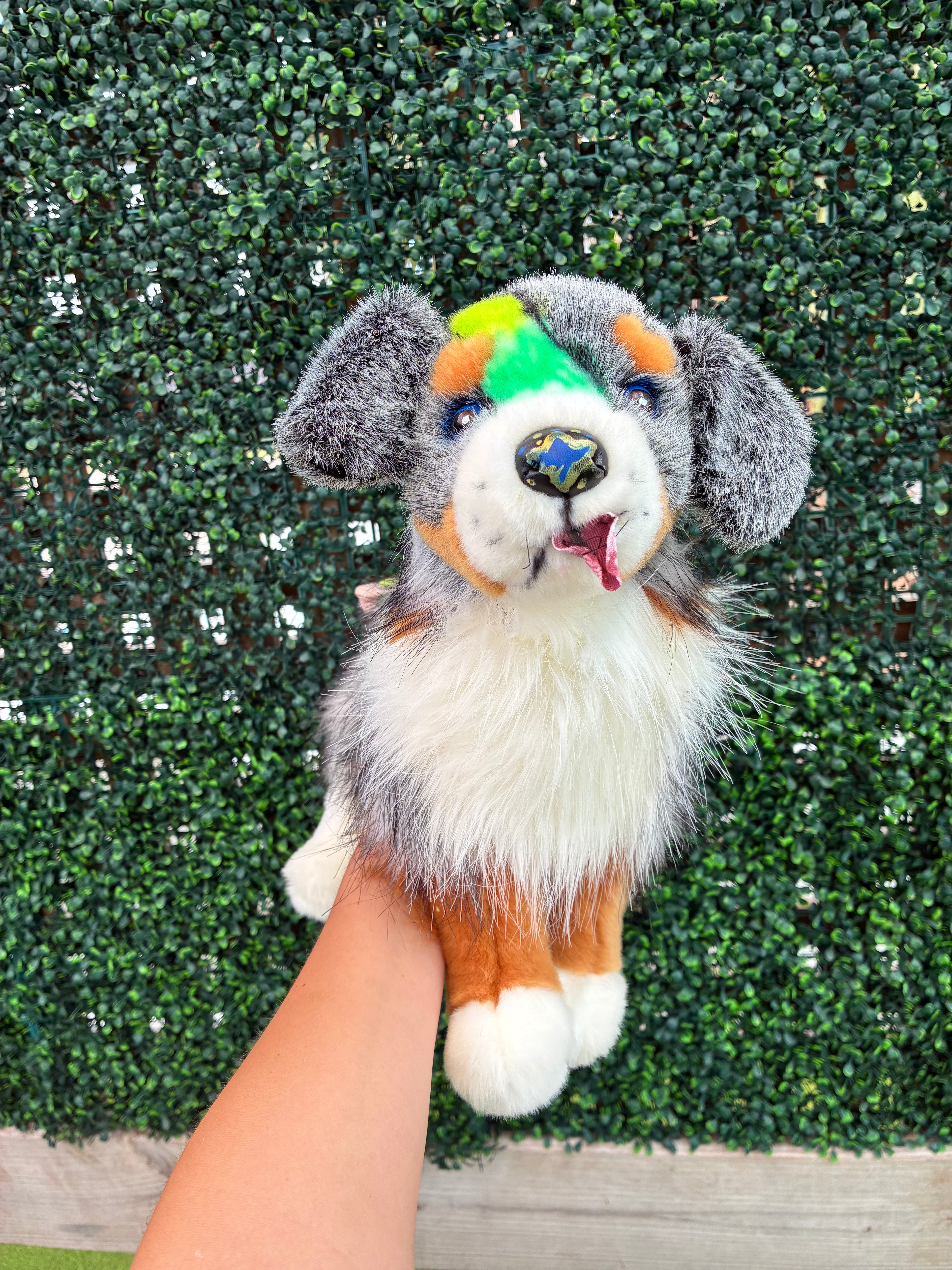 Custom Dino Themed Sinclair, Australian Shepherd, Douglas