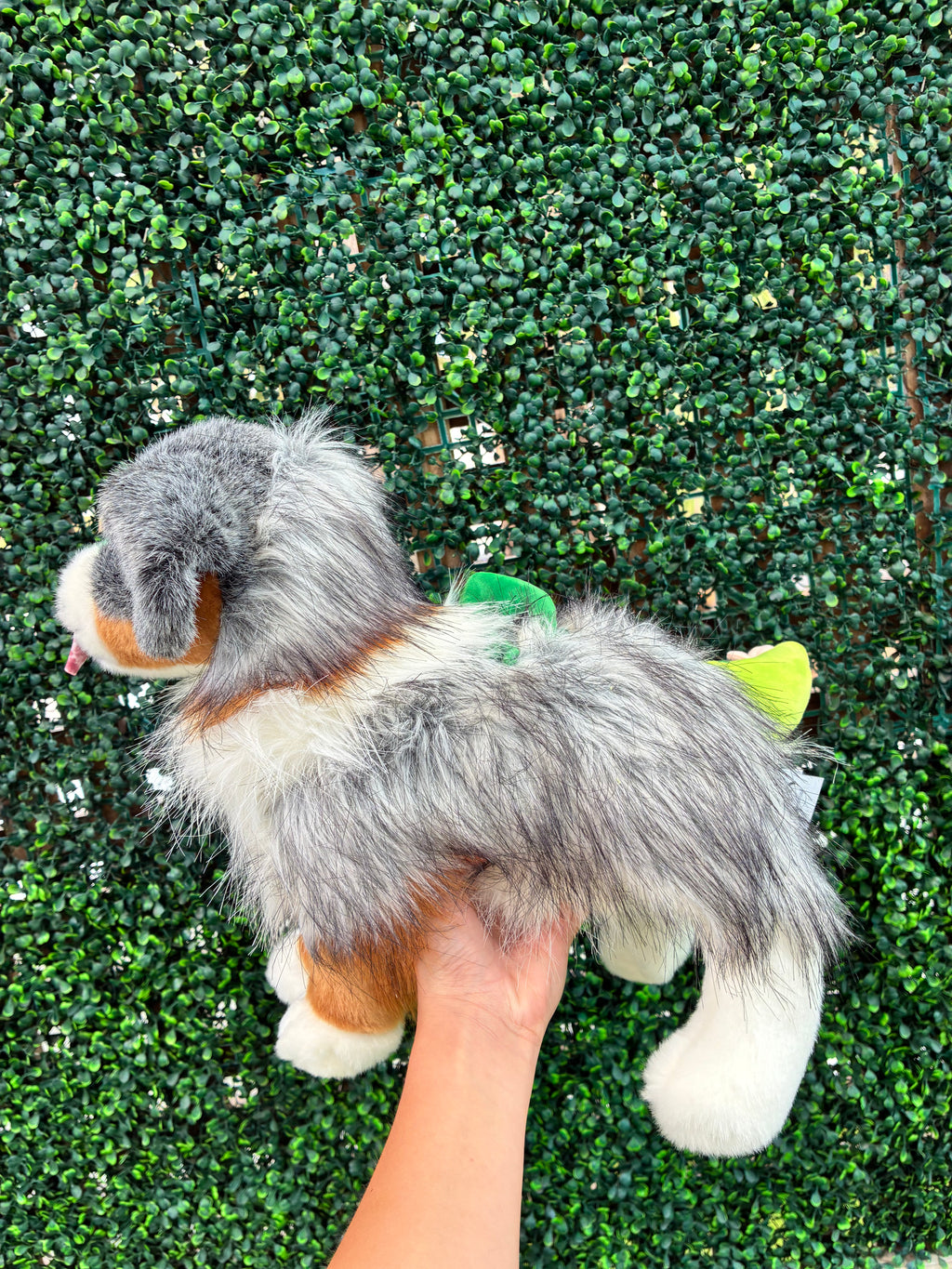 Custom Dino Themed Sinclair, Australian Shepherd, Douglas