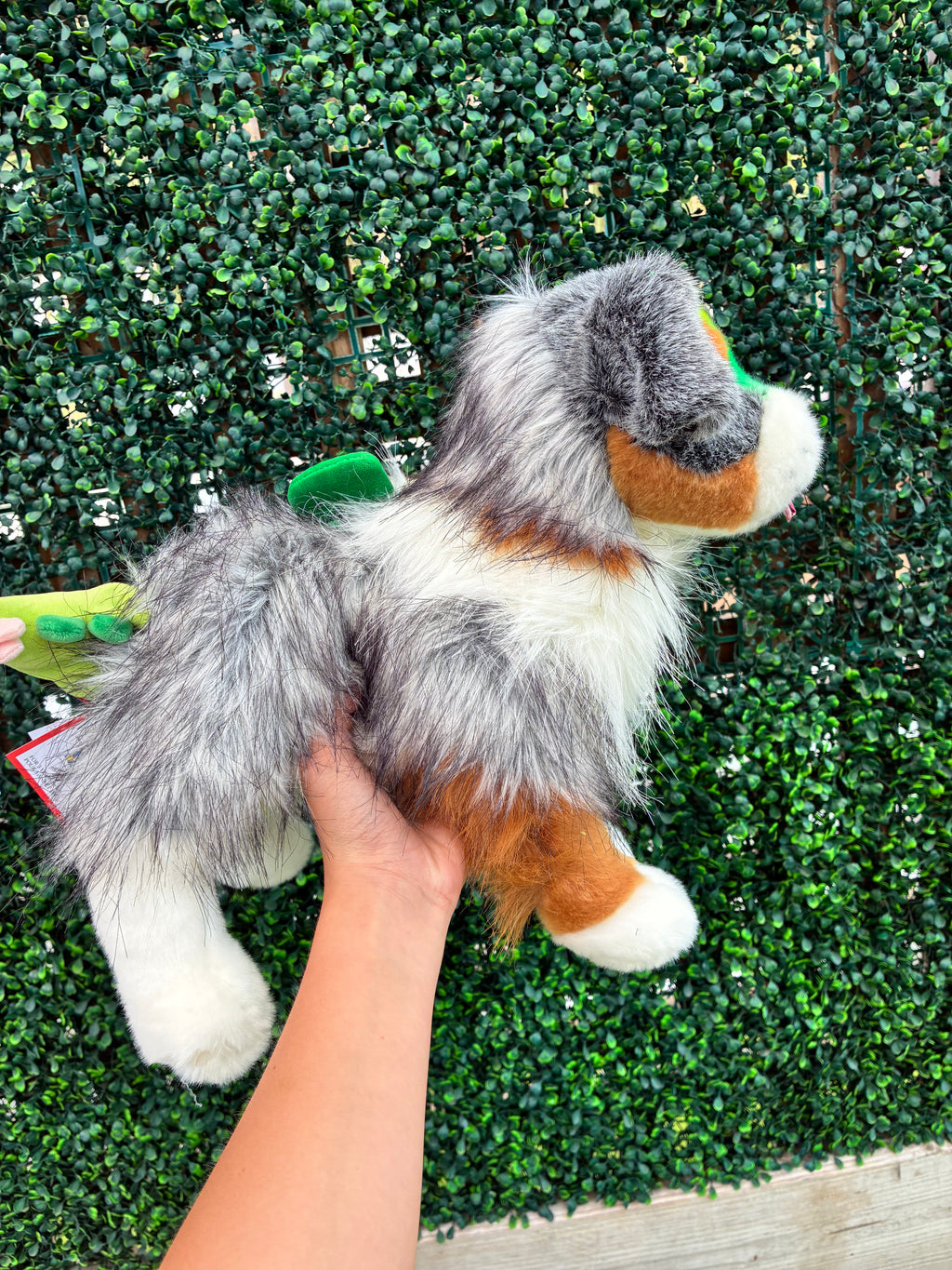 Custom Dino Themed Sinclair, Australian Shepherd, Douglas